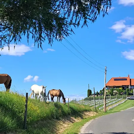 Romantisches Kellerstoeckl - Jeruzalem Hébergement de vacances Ivanjkovci